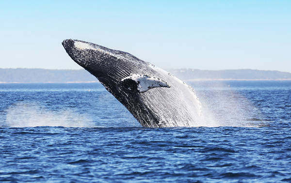 A humpback whale breaches spectacularly out of the water, creating splashes around it. The blue sea glistens under a clear sky, with a distant horizon line.
