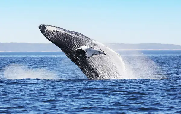 A humpback whale breaches spectacularly out of the water, creating splashes around it. The blue sea glistens under a clear sky, with a distant horizon line.