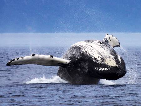 Humpback whale jumping on the back