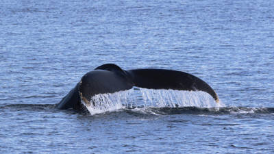 Whale tail