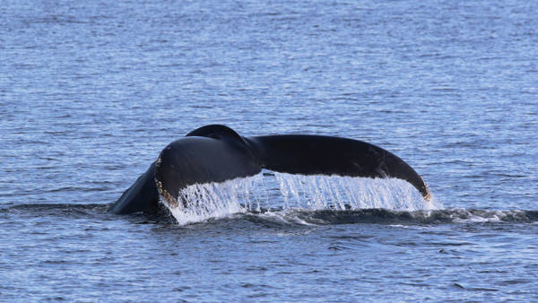 Whale tail