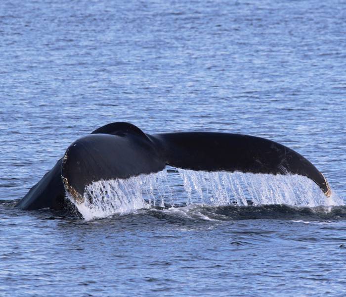 Queue de baleine à bosse qui sort de l'eau