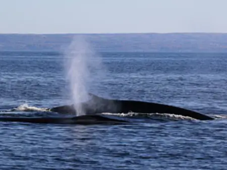Baleine Dos St Laurent 296 Cd