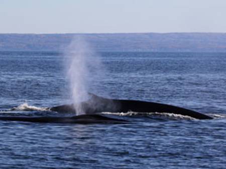 Minke whale back