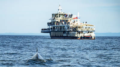 A whale slightly emerging from the water, viewed from behind, as a boat filled with passengers observes it from a distance. The scene takes place on calm water under a clear sky, with mountains visible on the horizon.