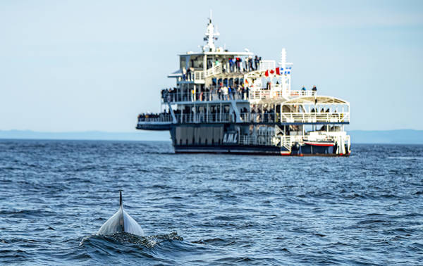 A whale slightly emerging from the water, viewed from behind, as a boat filled with passengers observes it from a distance. The scene takes place on calm water under a clear sky, with mountains visible on the horizon.