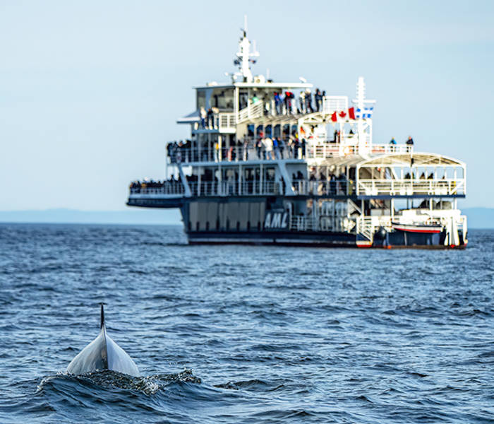 A whale slightly emerging from the water, viewed from behind, as a boat filled with passengers observes it from a distance. The scene takes place on calm water under a clear sky, with mountains visible on the horizon.