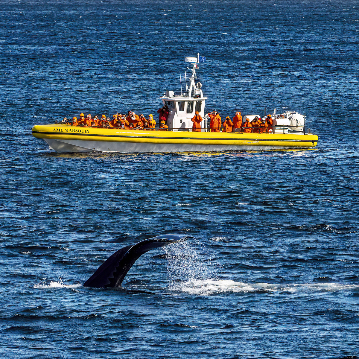 Full-day Bus Excursion and Whale Watching Tour on a Zodiac