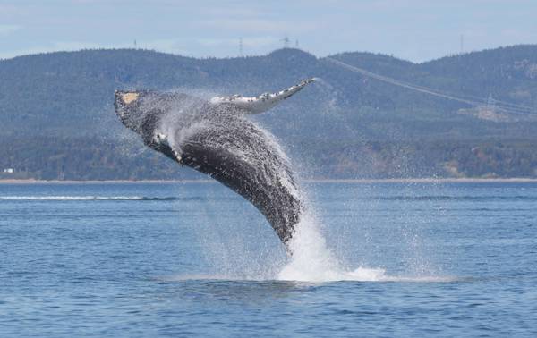Baleine qui saute hors de l'eau