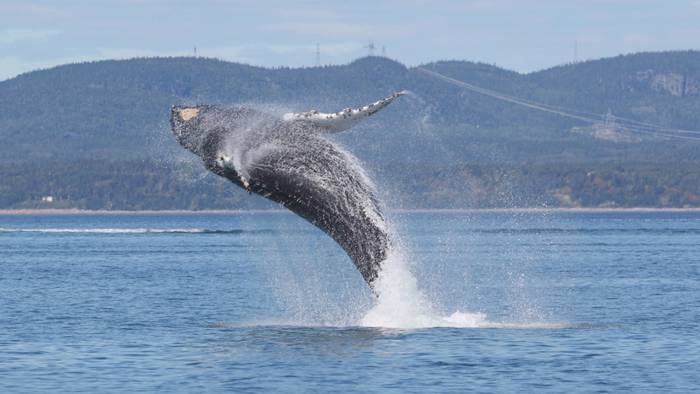 Whale jumping out of water