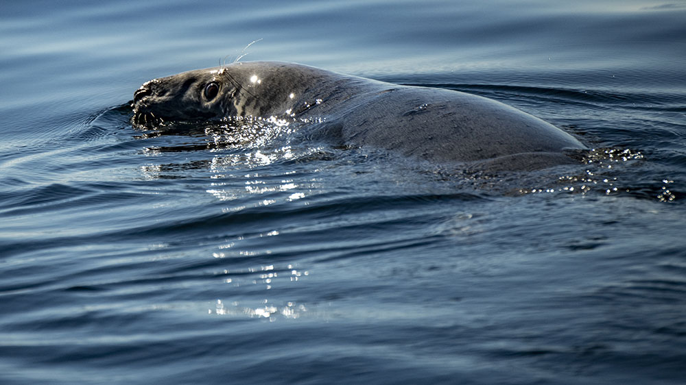 A seal swims peacefully at the water's surface, its head slightly emerged. Sunlight sparkles on the ripples, creating a calm and natural atmosphere.