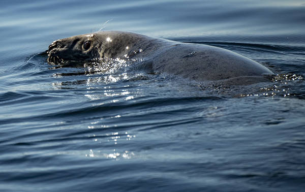 A seal swims peacefully at the water's surface, its head slightly emerged. Sunlight sparkles on the ripples, creating a calm and natural atmosphere.