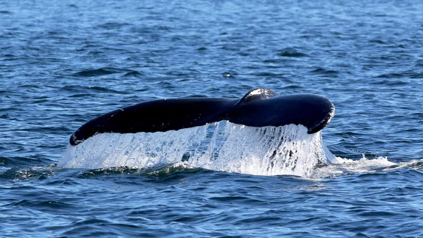 Whale tail coming out of the water