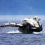 Baleine à bosse en train de sauter