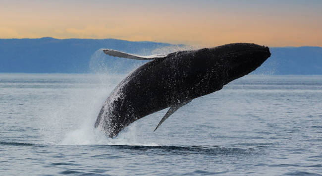 Baleine au coucher de soleil