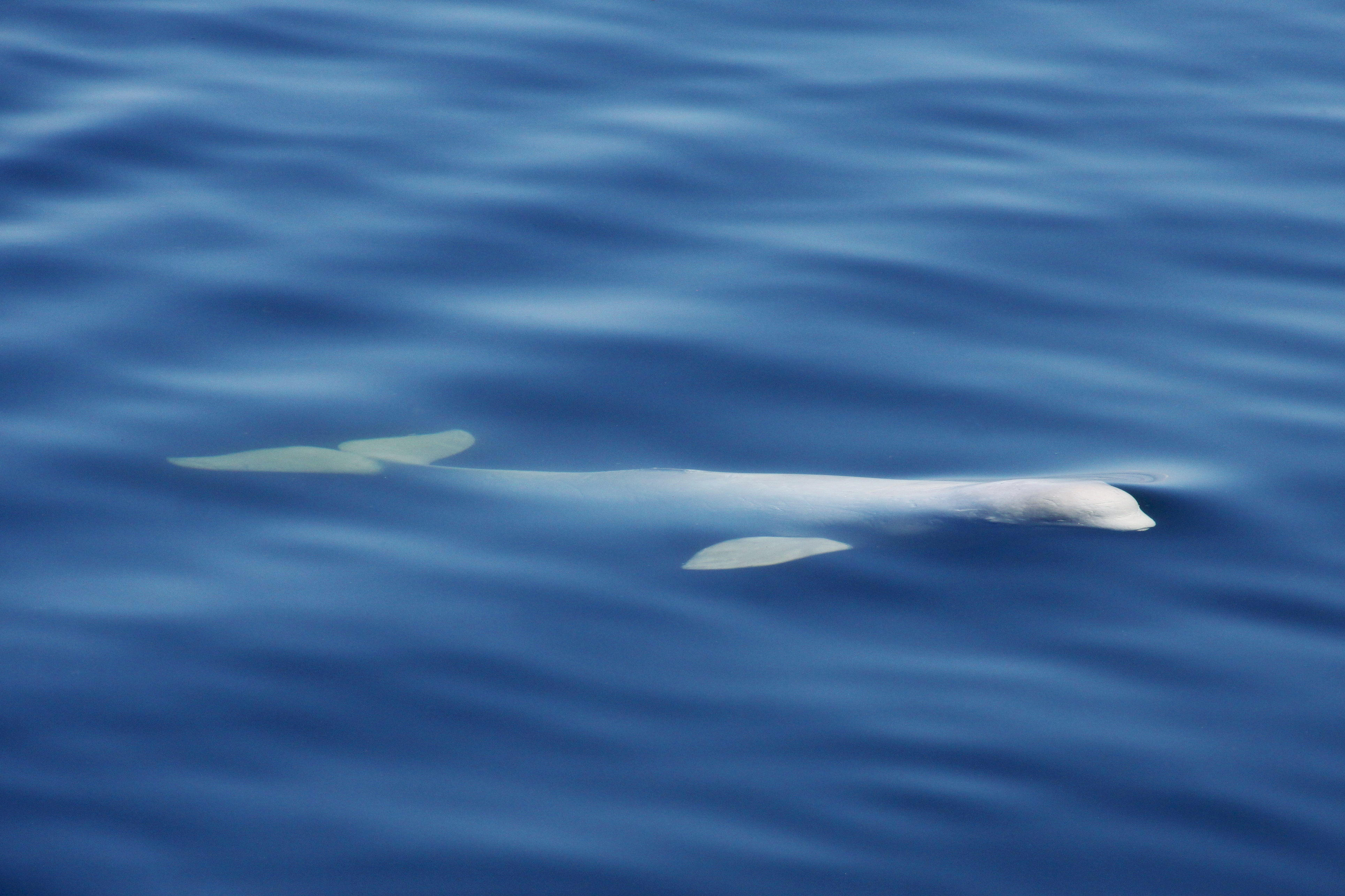 beluga-surface-st-laurent-cd.JPG