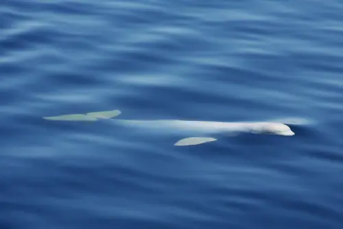 beluga-surface-st-laurent-cd.JPG