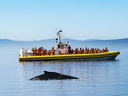 A yellow observation boat filled with passengers in life jackets floats on calm waters. In the foreground, the back of a whale is visible at the water's surface. In the background, blurry hills and a clear blue sky complete the scene.