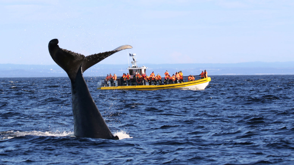 Bateau de croisière Zodiac