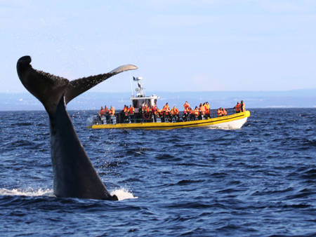 Queue de baleine qui sort de l'eau