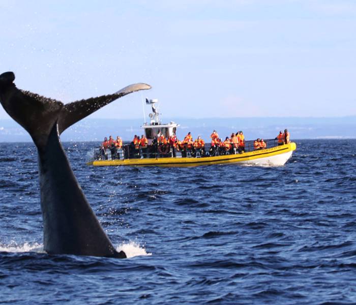 Queue de baleine qui sort de l'eau