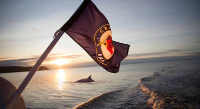 Baleine au coucher de soleil