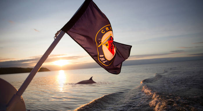 Baleine au coucher de soleil