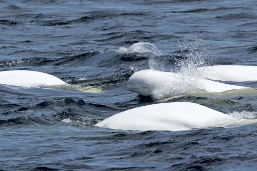 belugas swimming in the st-laurence rive