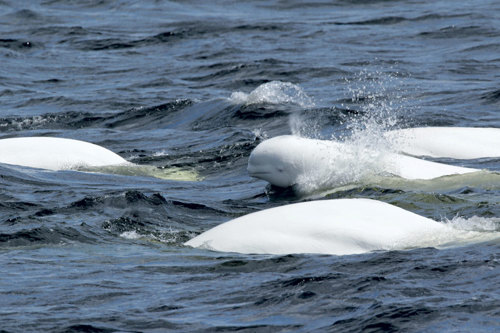 troupeau de belugas dans le fleuve st-laurent