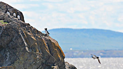 Razorbills