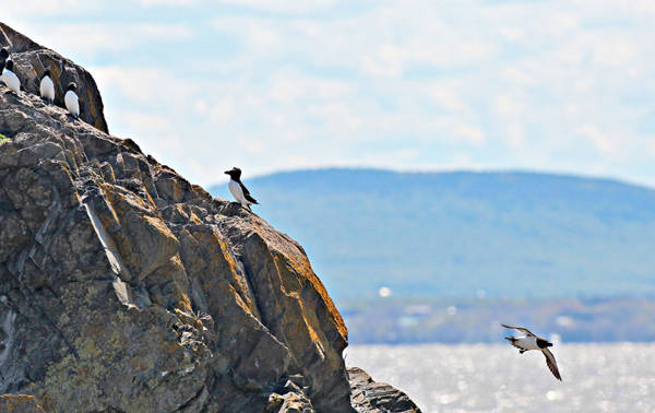 Razorbills