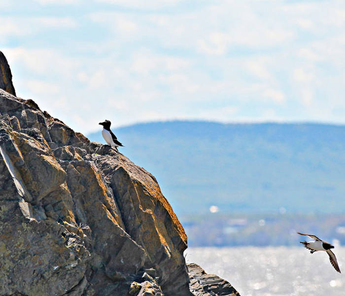 Razorbills
