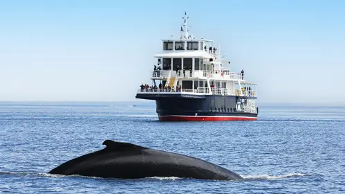 Croisière baleine