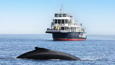Une grande baleine émerge à la surface de l'océan, près d'un ferry de passagers avec des personnes sur plusieurs ponts. Le ciel est clair et bleu, et l'eau scintille sous la lumière du soleil.