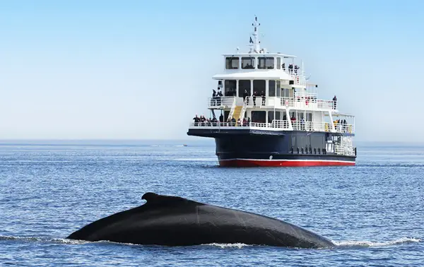 A large whale surfaces in the ocean, close to a passenger ferry with people on multiple decks. The sky is clear and blue, and the water sparkles in the sunlight.