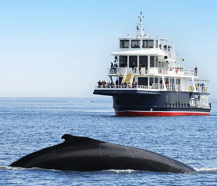 Une grande baleine émerge à la surface de l'océan, près d'un ferry de passagers avec des personnes sur plusieurs ponts. Le ciel est clair et bleu, et l'eau scintille sous la lumière du soleil.