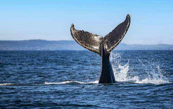 A humpback whale dives into the water, showcasing its large fan-shaped tail that splashes the surface. In the background, distant hills and a clear blue sky add a sense of serenity to the scene.