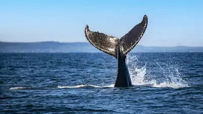 A humpback whale dives into the water, showcasing its large fan-shaped tail that splashes the surface. In the background, distant hills and a clear blue sky add a sense of serenity to the scene.