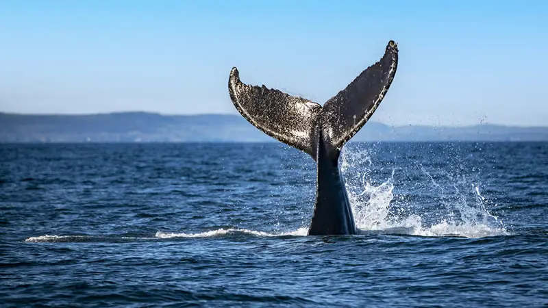 A humpback whale dives into the water, showcasing its large fan-shaped tail that splashes the surface. In the background, distant hills and a clear blue sky add a sense of serenity to the scene.