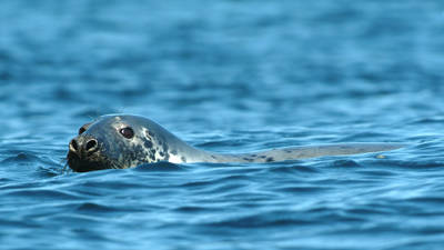 A seal with a speckled face and big dark eyes peeks its head above the calm blue ocean water.