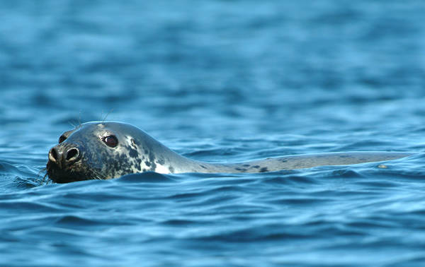 A seal with a speckled face and big dark eyes peeks its head above the calm blue ocean water.