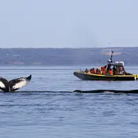 A yellow observation boat filled with passengers in life jackets floats on calm waters. In the foreground, the back of a whale is visible at the water's surface. In the background, blurry hills and a clear blue sky complete the scene.