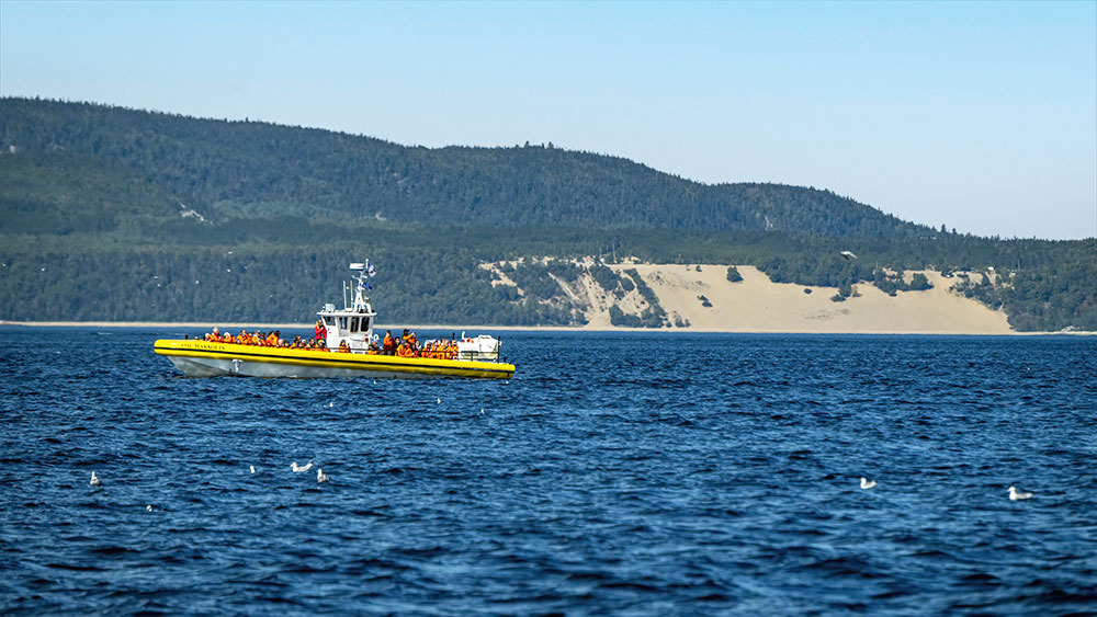 A yellow boat carrying passengers sails on calm waters. In the background, a forested hill and a stretch of light-colored sand are visible. Seagulls float on the water under a clear blue sky.