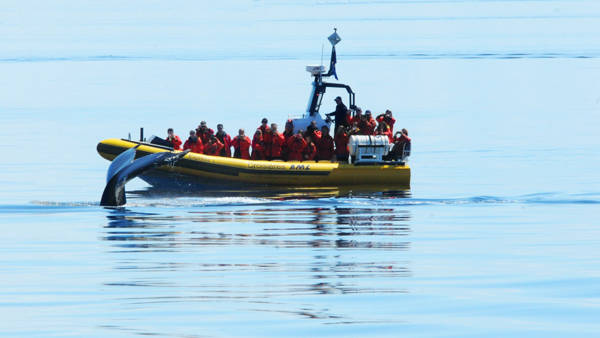 Whale near of a zodiac