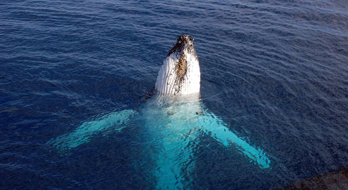 Baleine à bosse