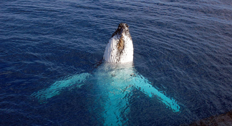 Humpback Whale