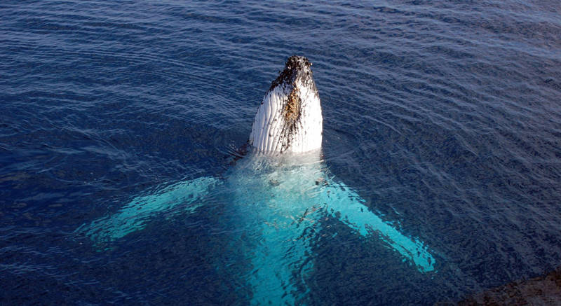 Baleine à bosse