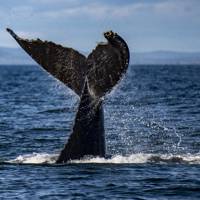 whale watching tours quebec