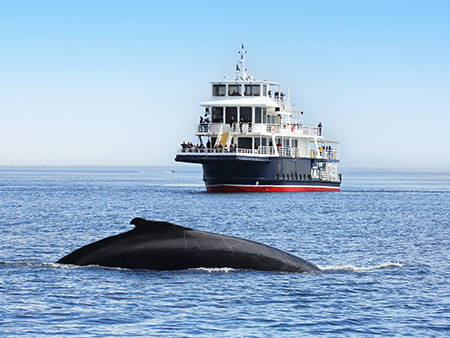  A large whale surfaces in the ocean, close to a passenger ferry with people on multiple decks. The sky is clear and blue, and the water sparkles in the sunlight.