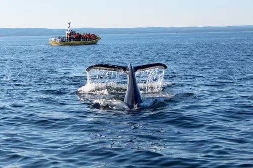 Whale watching Zodiac